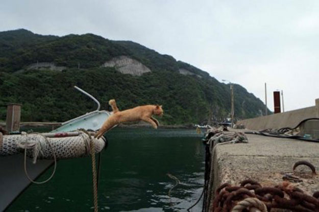 صور جزيرة فوبيريا المخصصة للقطط في ولاية مياجى باليابان