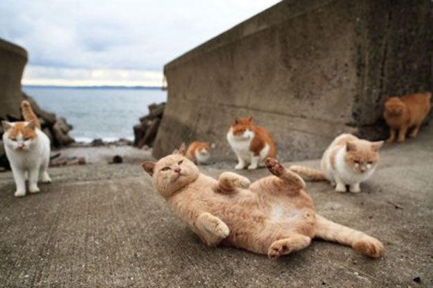 صور جزيرة فوبيريا المخصصة للقطط في ولاية مياجى باليابان