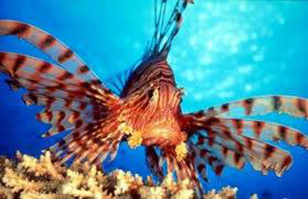 صور سمكة دجاجة البحر 2014 ، معلومات عن سمكة دجاجة البحر 2014