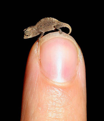 بالصور أصغر 13 حيوان فى العالم