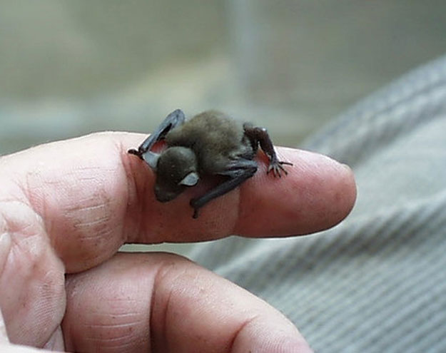 بالصور أصغر 13 حيوان فى العالم