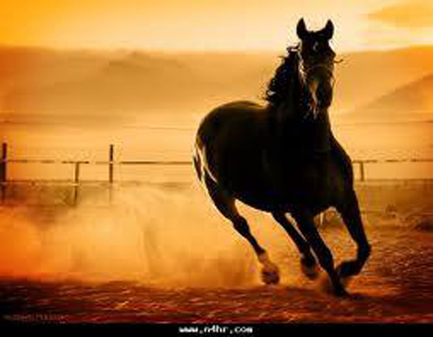 صور الحصان العربى 2014 ، معلومات عن الحصان العربى 2014