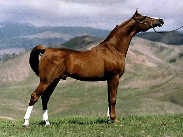 صور الحصان العربى 2014 ، معلومات عن الحصان العربى 2014