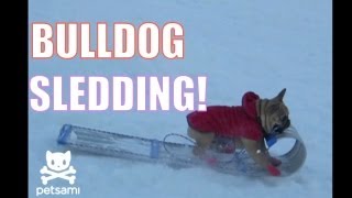 بالفيديو كلب ماهر في التزلج على الجليد