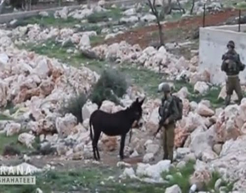 بالفيديو حمار يرعب جندي اسرائيلي