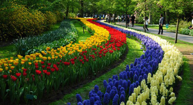 صور حديقة كيوكينهوف Keukenhof ، أجمل حديقة أزهار في العالم
