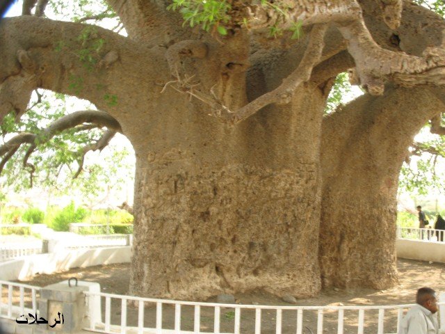 صور شجرة خبز القرود 2014 ، معلومات عن شجرة خبز القرود 2014