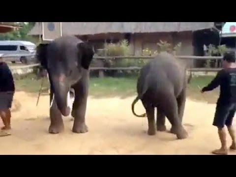 بالفيديو فيلة ترقص على اغنية غانغام ستايل
