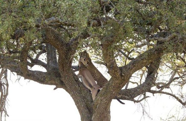 بالصور نمر يلتهم فريسته على قمة الشجرة