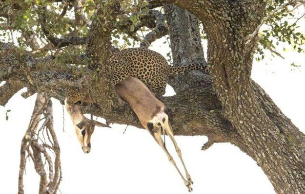 بالصور نمر يلتهم فريسته على قمة الشجرة