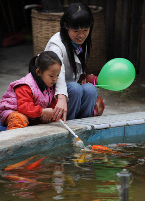 بالفيديو أسماك رضيعة كالاطفال في الصين ، Koi