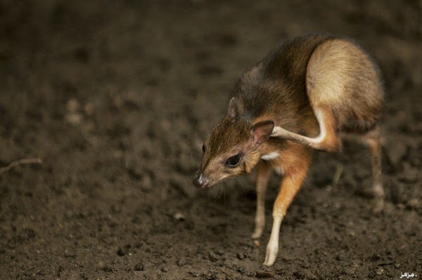 صور أصغر غزال في العالم بحجم الفأر
