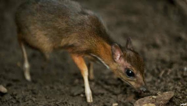 صور أصغر غزال في العالم بحجم الفأر