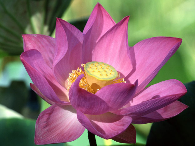 صور ومعلومات عن زهرة اللوتس أجمل زهرة على سطح الارض