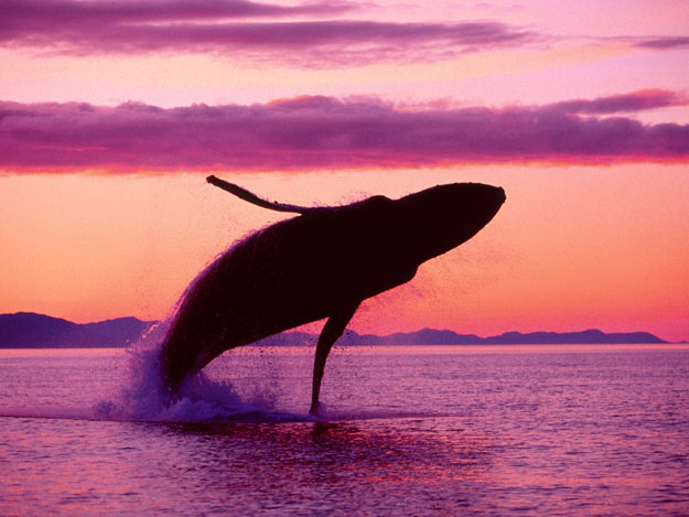 صور الحوت الأزرق 2014 ، بالصور معلومات عن الحوت الأزرق 2014