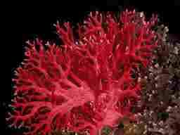 صور المرجان البحري 2014 , بالصور معلومات عن المرجان 2014
