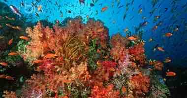 صور المرجان البحري 2014 , بالصور معلومات عن المرجان 2014