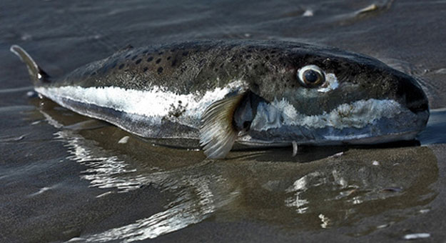 صور سمكة القراض السامة 2014 , معلومات عن سمكة القراض السامة 2014