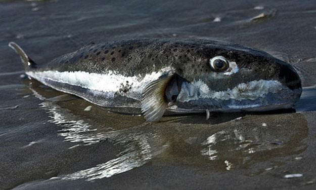 صور سمكة القراض السامة 2014 , معلومات عن سمكة القراض السامة 2014