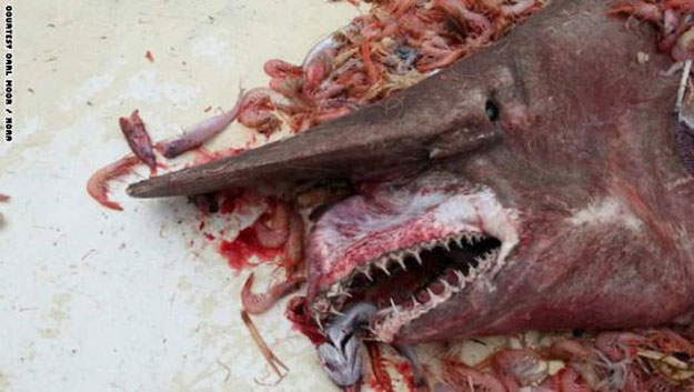 بالفيديو اكتشاف سمكة قرش غريبة فى خليج المكسيك