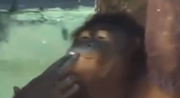 بالفيديو شمبانزى يدخن السجائر بمهارة في الصين