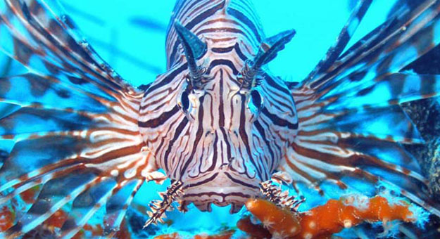 صور سمكة أسد البحر 2014 , معلومات عن سمكة أسد البحر 2014
