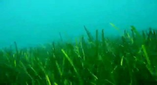 بالفيديو اكتشاف مزرعة عشبية في اعماق البحر الأبيض المتوسط
