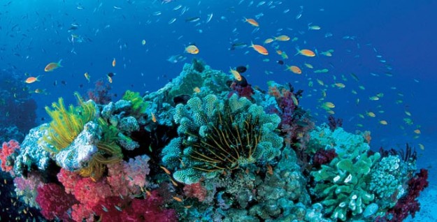 صور الحاجز المرجانى في أستراليا 2014