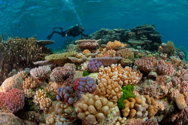 صور الحاجز المرجانى في أستراليا 2014