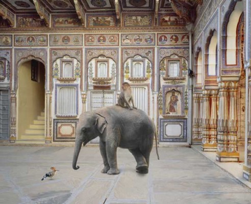 بالصور جلسة تصوير للحيوانات في القلاع والقصور الهندية