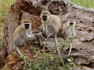 صور خلفيات قرود 2015 , صور قرود مضحكة 2015 , monkeys photos download