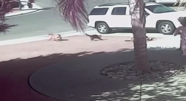 بالفيديو قطة تنقذ طفل صغير من كلب