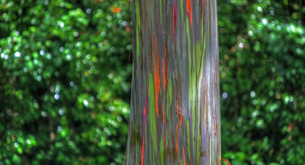 صور شجرة قوس قزح في جزيرة مينداناو بالفلبين