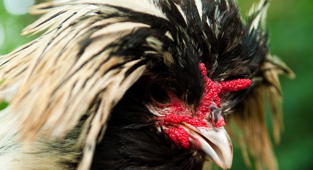 صور الدجاج البولندى , ملك جمال الطيور