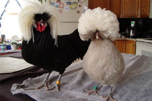 صور الدجاج البولندى , ملك جمال الطيور