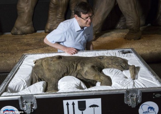 بالصور عرض جثة فيل عمره 42 الف سنة في متحف لندن 2014