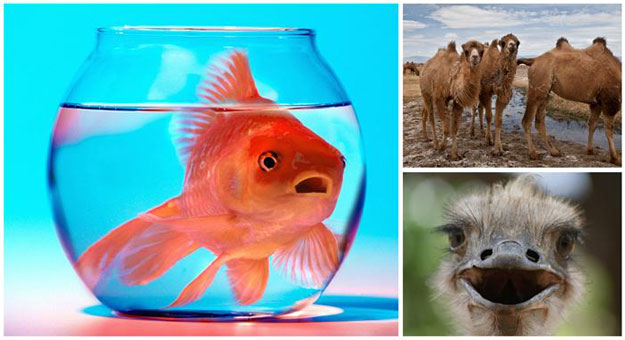 بالصور أكاذيب شائعة عن الحيوانات 2014 , تعرف عليها