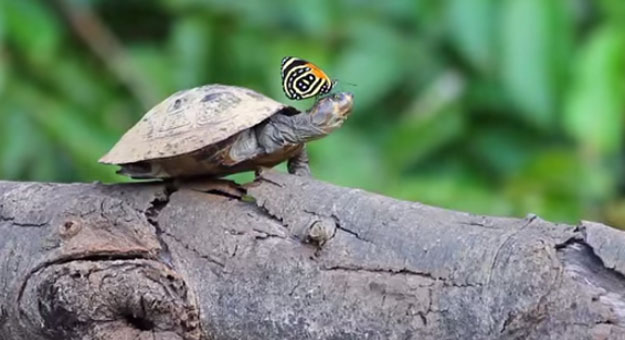 بالفيديو فراشات الأمازون تشرب الماء من دموع السلاحف