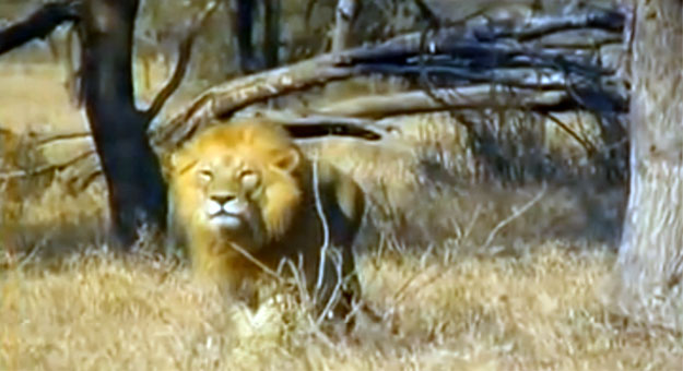 بالفيديو نمر يفشل في الهروب من الاسد ملك الغابة