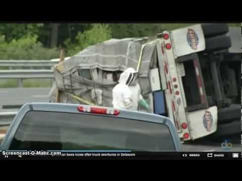 بالفيديو إنقلاب شاحنة تحمل 20 مليون نحلة - شاهد ماذا حدث