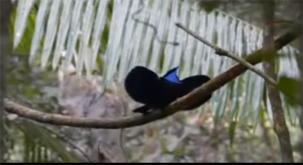 بالفيديو شاهد جمال طائر الجنة الذي يعيش في غابات غينيا