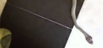 بالفيديو شاب مصري يقتل ثعبان في الحرم المكي
