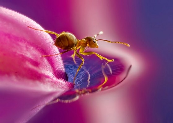 صور جميلة جدا لعالم الحشرات عن قرب , شاهدها الان