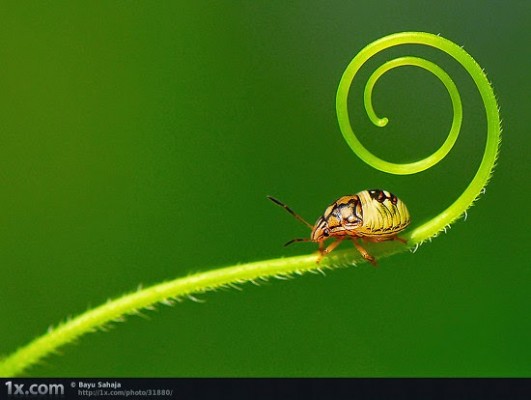 صور جميلة جدا لعالم الحشرات عن قرب , شاهدها الان
