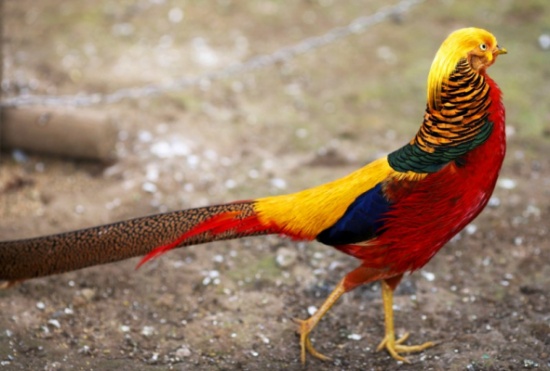 صور أجمل 10 طيور في العالم , سبحان الخالق