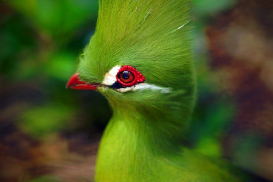 صور أجمل 10 طيور في العالم , سبحان الخالق