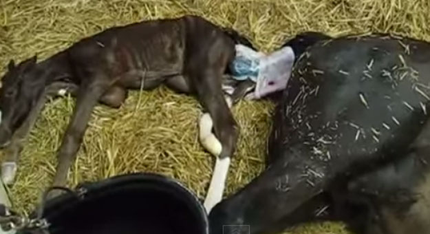 بالفيديو شاهد لحظة ولادة أنثى الحصان 2014