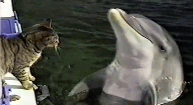 بالفيديو مجموعة من الدلافين تلعب مع قطة