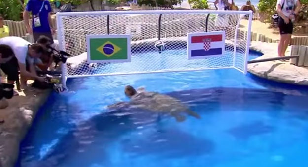 بالفيديو السلحفاة بيج هيد تتوقع فوز البرازيل على كرواتيا اليوم 2014