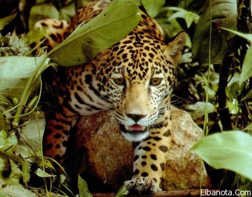 صور غابات الأمازون 2014 , معلومات عن غابات الأمازون 2014